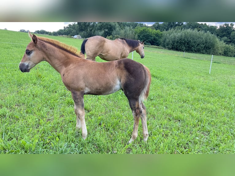 Caballo cuarto de milla Semental Potro (05/2025) Alazán-tostado in N&#xFD;rsko