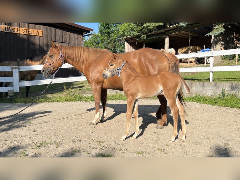 Caballo cuarto de milla Semental Potro (05/2025) Alazán-tostado in N&#xFD;rsko