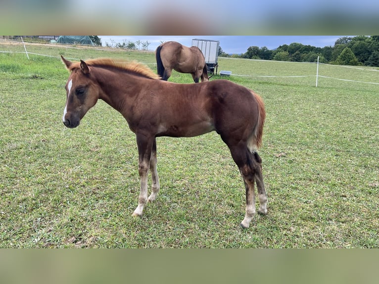 Caballo cuarto de milla Semental Potro (05/2025) Alazán-tostado in N&#xFD;rsko