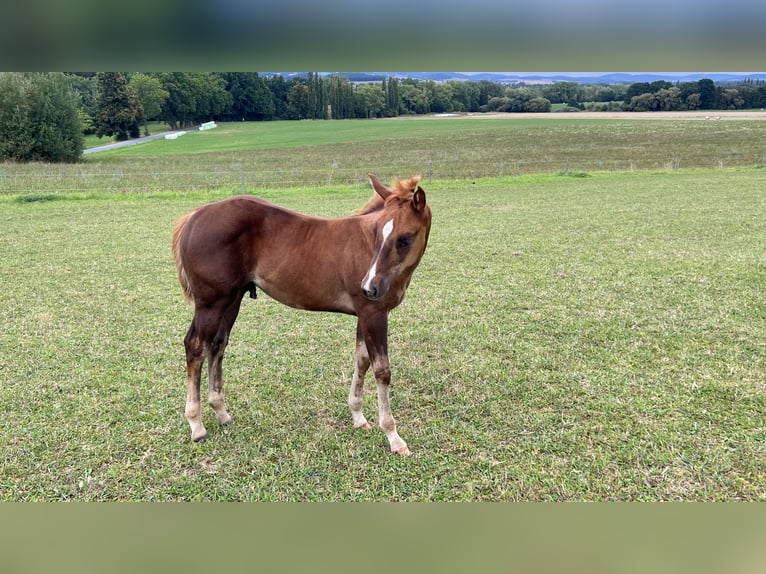 Caballo cuarto de milla Semental Potro (05/2025) Alazán-tostado in N&#xFD;rsko