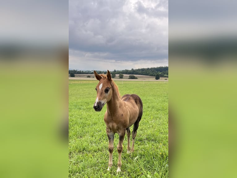 Caballo cuarto de milla Semental Potro (05/2025) Alazán-tostado in N&#xFD;rsko