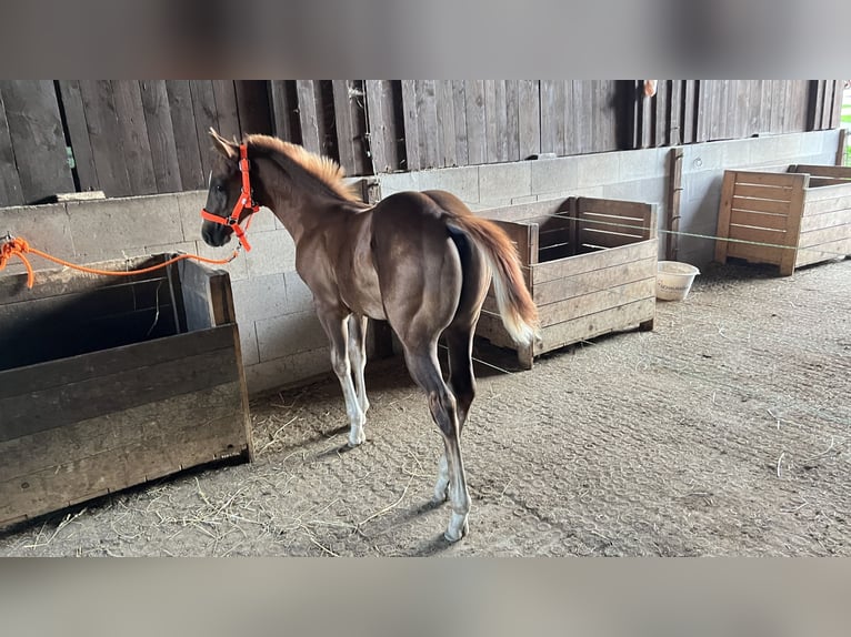 Caballo cuarto de milla Semental Potro (05/2025) Alazán-tostado in N&#xFD;rsko