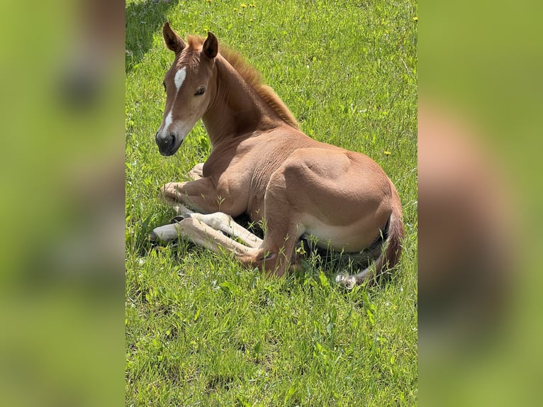 Caballo cuarto de milla Semental Potro (05/2025) Alazán-tostado in N&#xFD;rsko