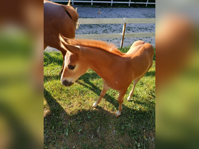 Caballo cuarto de milla Semental Potro (05/2025) Alazán-tostado in N&#xFD;rsko