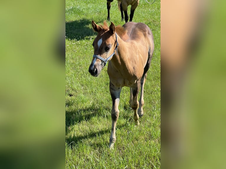 Caballo cuarto de milla Semental Potro (05/2025) Alazán-tostado in N&#xFD;rsko