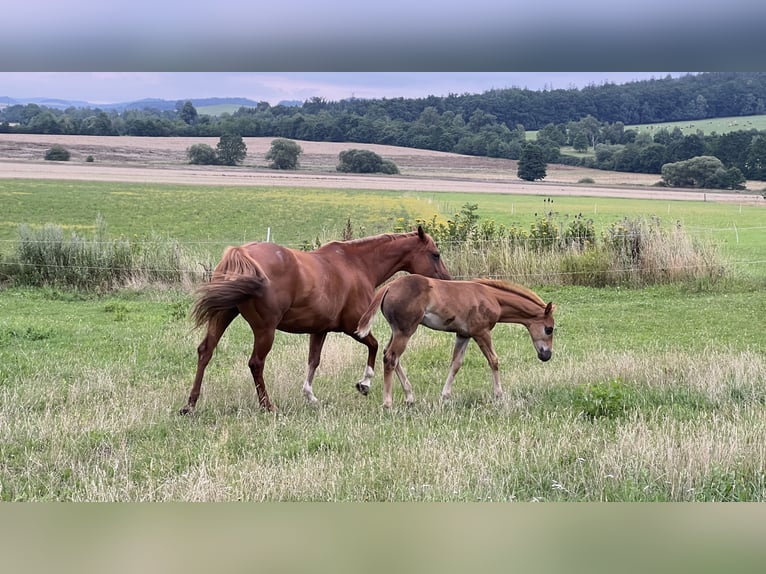 Caballo cuarto de milla Semental Potro (05/2025) Alazán-tostado in N&#xFD;rsko