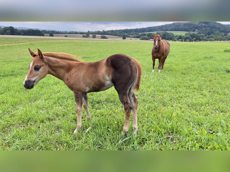 Caballo cuarto de milla Semental Potro (05/2025) Alazán-tostado in N&#xFD;rsko