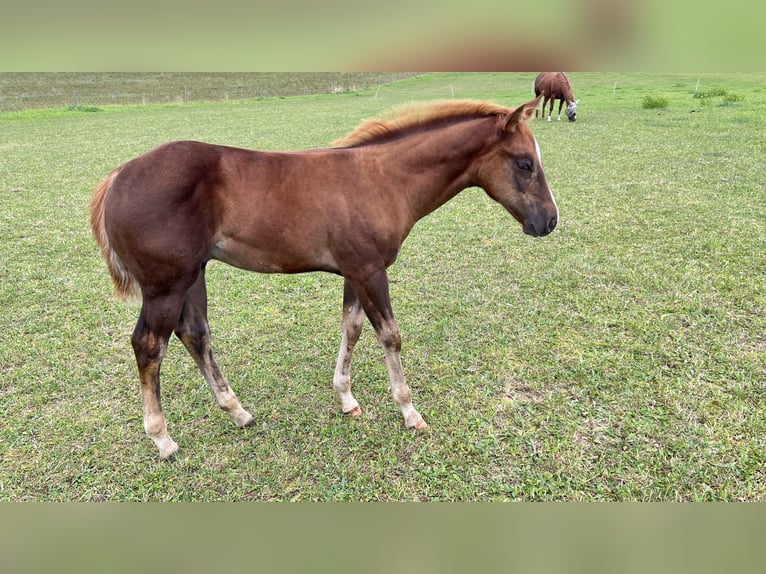 Caballo cuarto de milla Semental Potro (05/2025) Alazán-tostado in N&#xFD;rsko