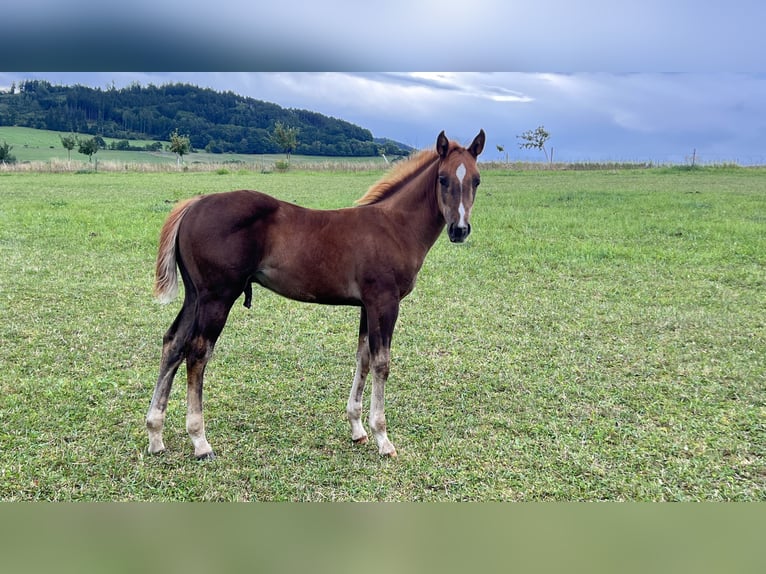 Caballo cuarto de milla Semental Potro (05/2025) Alazán-tostado in N&#xFD;rsko