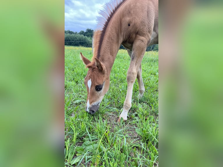 Caballo cuarto de milla Semental Potro (05/2025) Alazán-tostado in N&#xFD;rsko