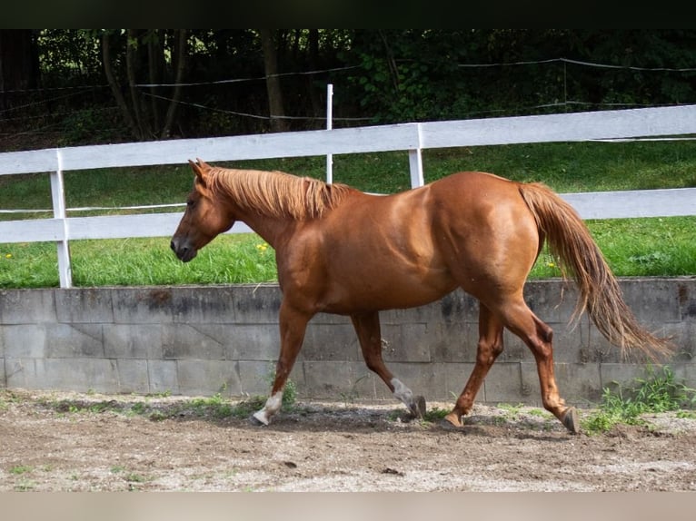 Caballo cuarto de milla Semental Potro (05/2025) Alazán-tostado in N&#xFD;rsko
