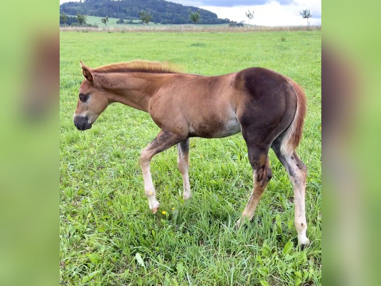 Caballo cuarto de milla Semental Potro (05/2025) Alazán-tostado in N&#xFD;rsko