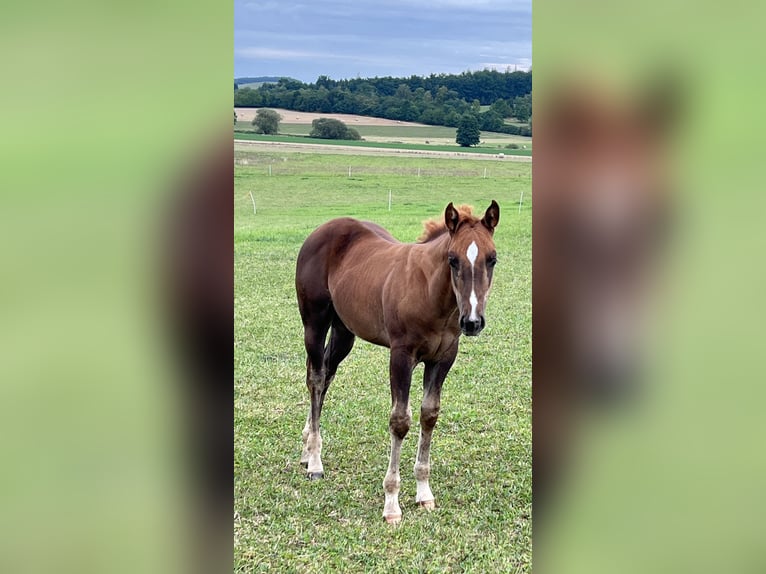 Caballo cuarto de milla Semental Potro (05/2025) Alazán-tostado in N&#xFD;rsko