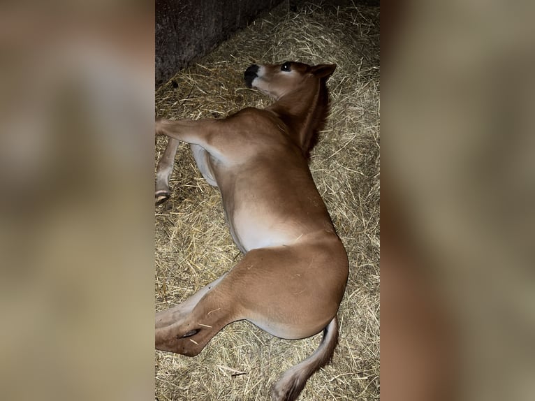 Caballo cuarto de milla Semental Potro (05/2025) Alazán-tostado in N&#xFD;rsko
