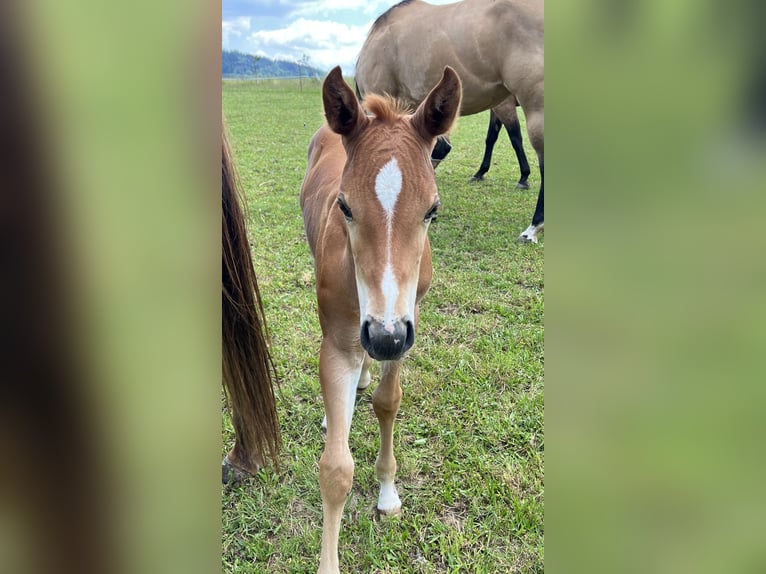 Caballo cuarto de milla Semental Potro (05/2025) Alazán-tostado in N&#xFD;rsko
