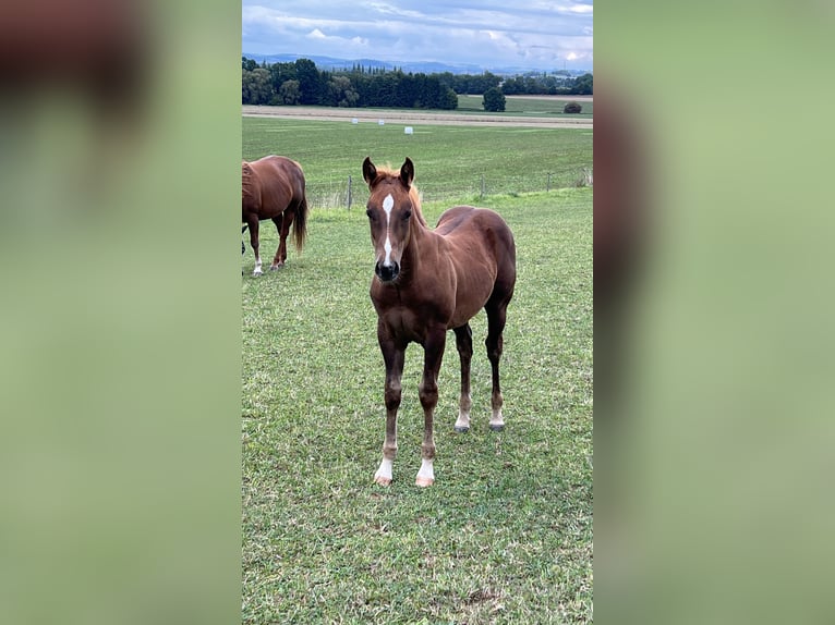 Caballo cuarto de milla Semental Potro (05/2025) Alazán-tostado in N&#xFD;rsko