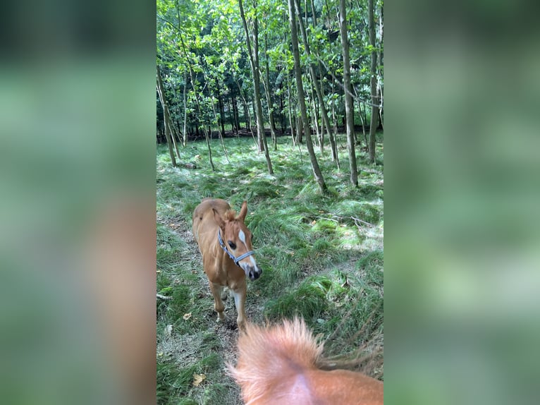 Caballo cuarto de milla Semental Potro (05/2025) Alazán-tostado in N&#xFD;rsko