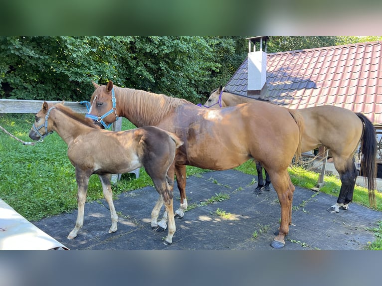 Caballo cuarto de milla Semental Potro (05/2025) Alazán-tostado in N&#xFD;rsko