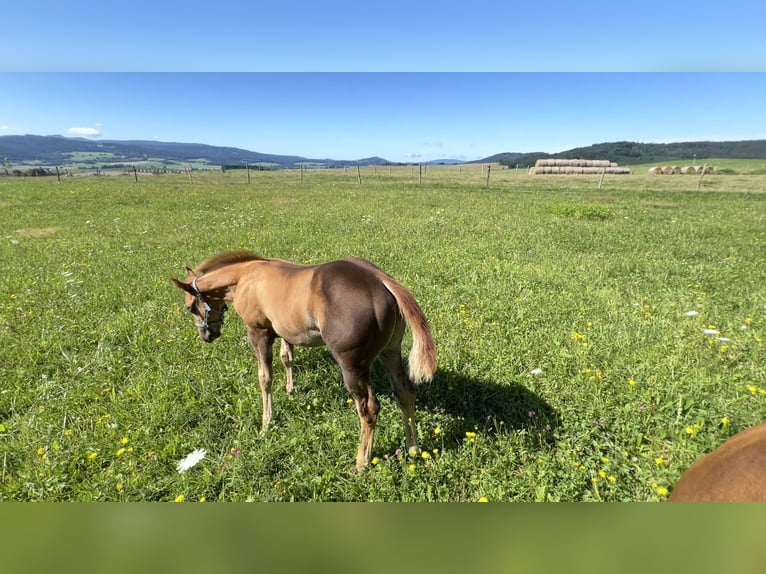 Caballo cuarto de milla Semental Potro (05/2025) Alazán-tostado in N&#xFD;rsko