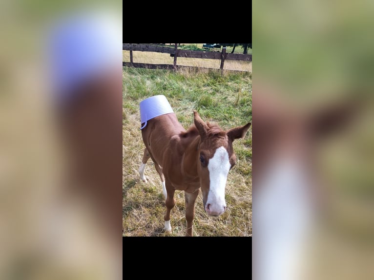Caballo cuarto de milla Semental  Alazán in Fichtelberg