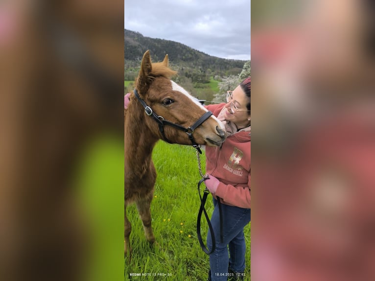 Caballo cuarto de milla Semental  Alazán in Oensingen