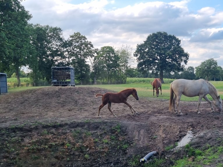 Caballo cuarto de milla Semental Potro (06/2026) Alazán in Zenderen