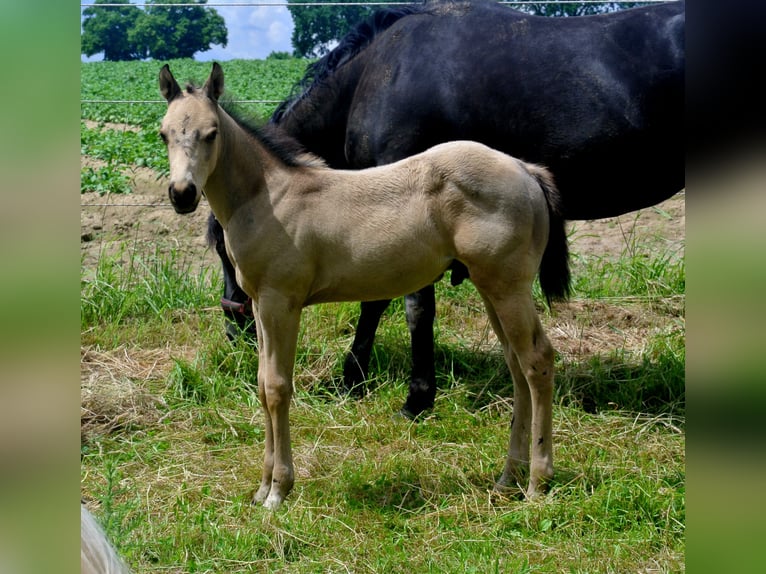 Caballo cuarto de milla Semental Potro (04/2026) Buckskin/Bayo in Dortmund