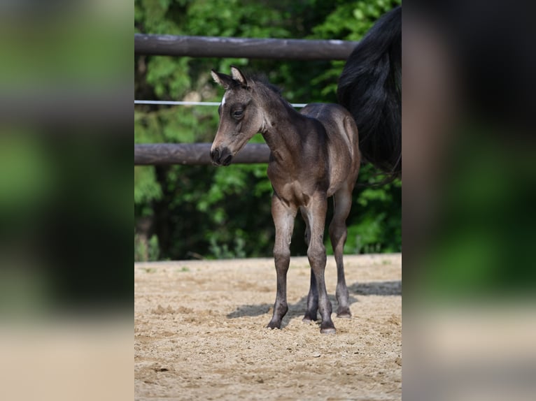 Caballo cuarto de milla Semental  Buckskin/Bayo in Wilhelmsthal