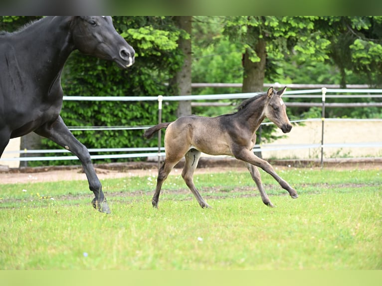 Caballo cuarto de milla Semental  Buckskin/Bayo in Wilhelmsthal