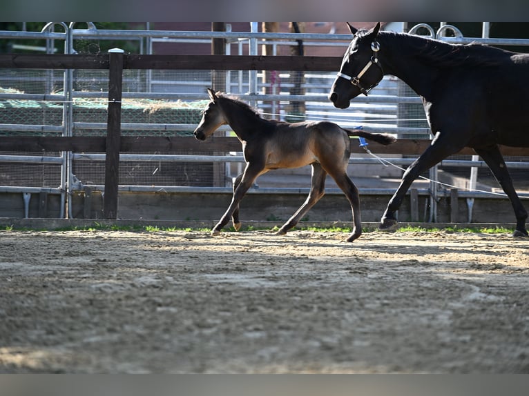 Caballo cuarto de milla Semental  Buckskin/Bayo in Wilhelmsthal
