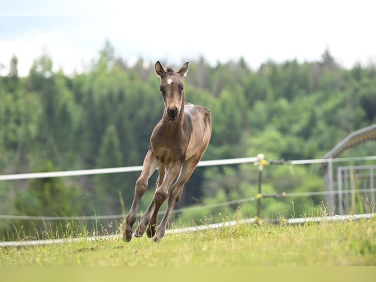 Caballo cuarto de milla Semental  Buckskin/Bayo in Wilhelmsthal