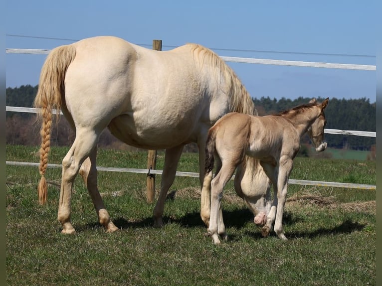 Caballo cuarto de milla Semental Potro (03/2026) Buckskin/Bayo in Schlammersdorf-Moos