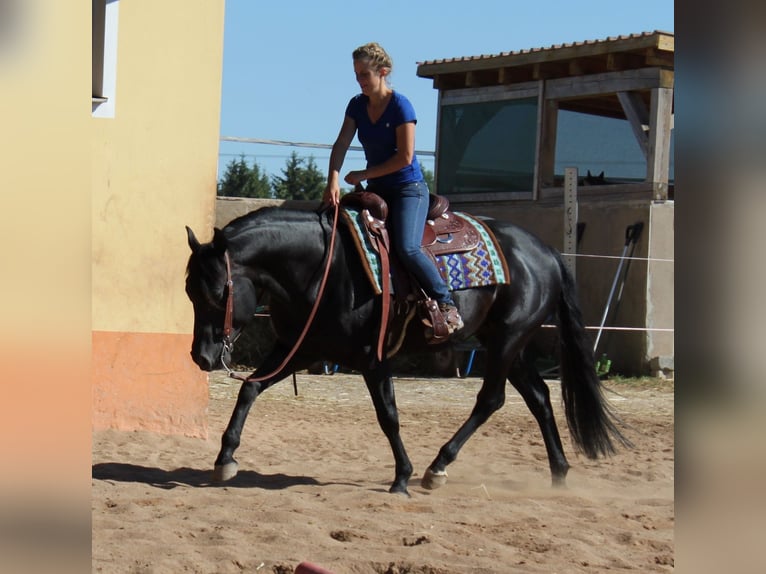 Caballo cuarto de milla Semental Potro (03/2026) Buckskin/Bayo in Schlammersdorf-Moos