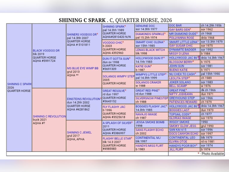 Caballo cuarto de milla Semental Potro (04/2026) Buckskin/Bayo in villeneuve du latou
