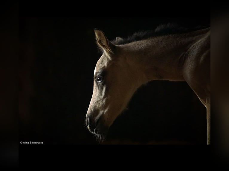 Caballo cuarto de milla Semental Potro (04/2026) Buckskin/Bayo in Stemwede