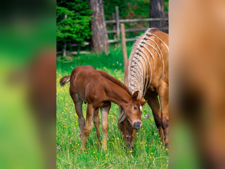 Caballo cuarto de milla Semental  Castaño oscuro in Deutschnofen