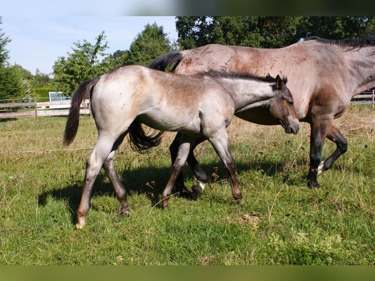Caballo cuarto de milla Semental Potro (05/2026) Castaño-ruano in Delitzsch