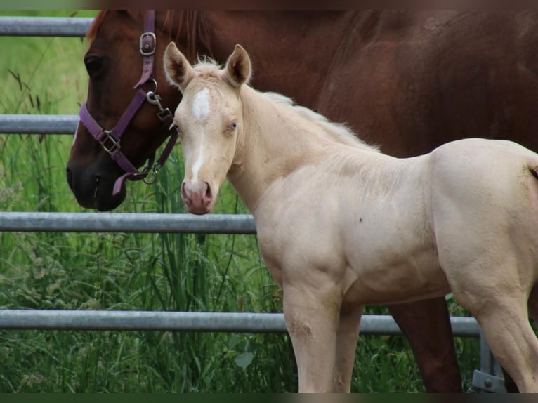 Caballo cuarto de milla Semental  Champán in Waldkirchen