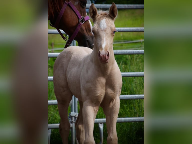 Caballo cuarto de milla Semental  Champán in Waldkirchen