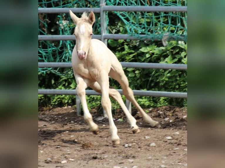 Caballo cuarto de milla Semental  Champán in Waldkirchen
