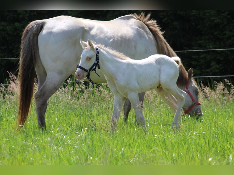 Caballo cuarto de milla Semental Potro (05/2026) Champán in Stabroek