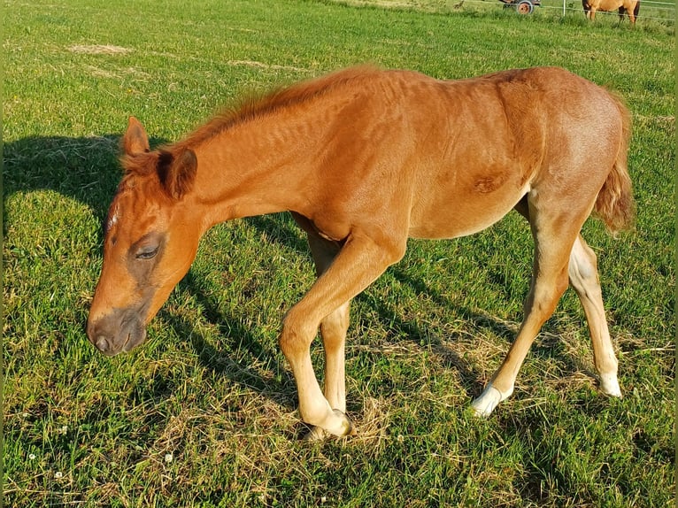 Caballo cuarto de milla Semental Potro (04/2025) in Clausthal-Zellerfeld