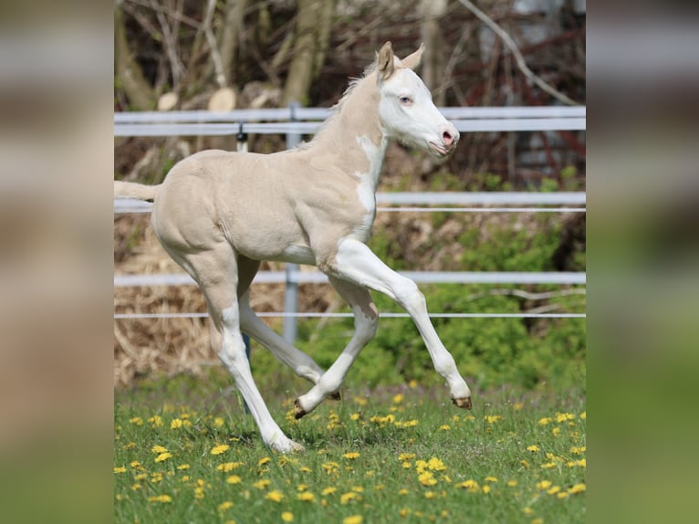 Caballo cuarto de milla Semental Potro (04/2026) Dunalino (Cervuno x Palomino) in Alt Duvenstedt