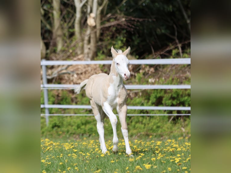 Caballo cuarto de milla Semental Potro (04/2026) Dunalino (Cervuno x Palomino) in Alt Duvenstedt