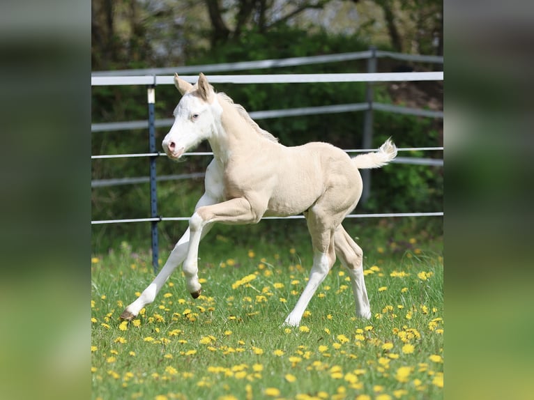 Caballo cuarto de milla Semental Potro (04/2026) Dunalino (Cervuno x Palomino) in Alt Duvenstedt
