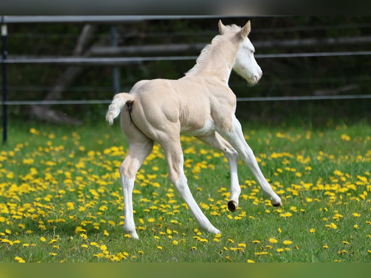 Caballo cuarto de milla Semental Potro (04/2026) Dunalino (Cervuno x Palomino) in Alt Duvenstedt