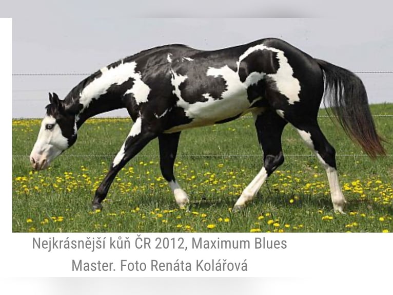 Caballo cuarto de milla Semental Potro (05/2025) Overo-todas las-capas in Zabrze