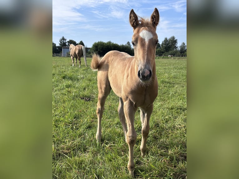 Caballo cuarto de milla Semental Potro (06/2026) Palomino in Hagen im BremischenHagen im Bremischen