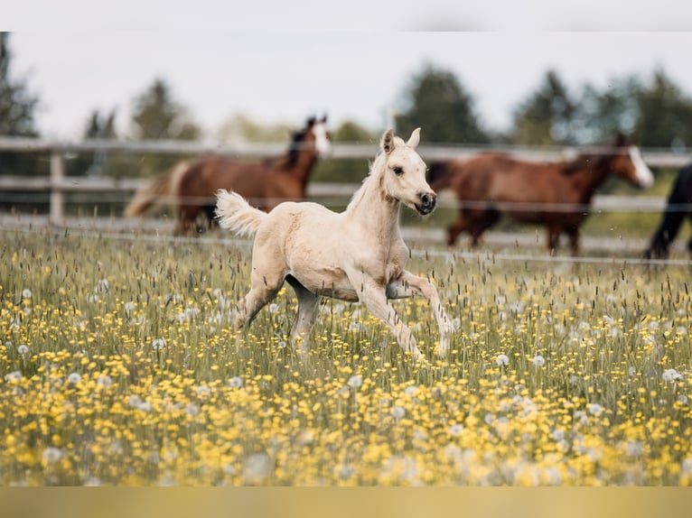 Caballo cuarto de milla Semental Potro (03/2026) Palomino in Deining