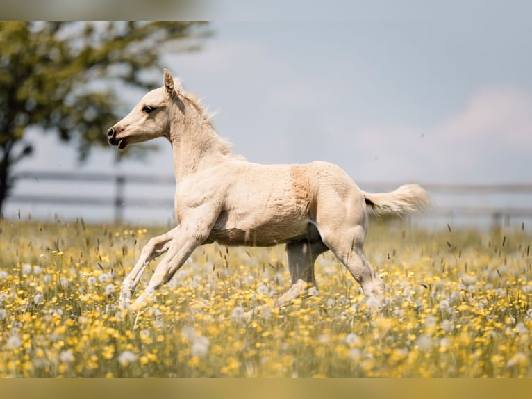 Caballo cuarto de milla Semental Potro (03/2026) Palomino in Deining